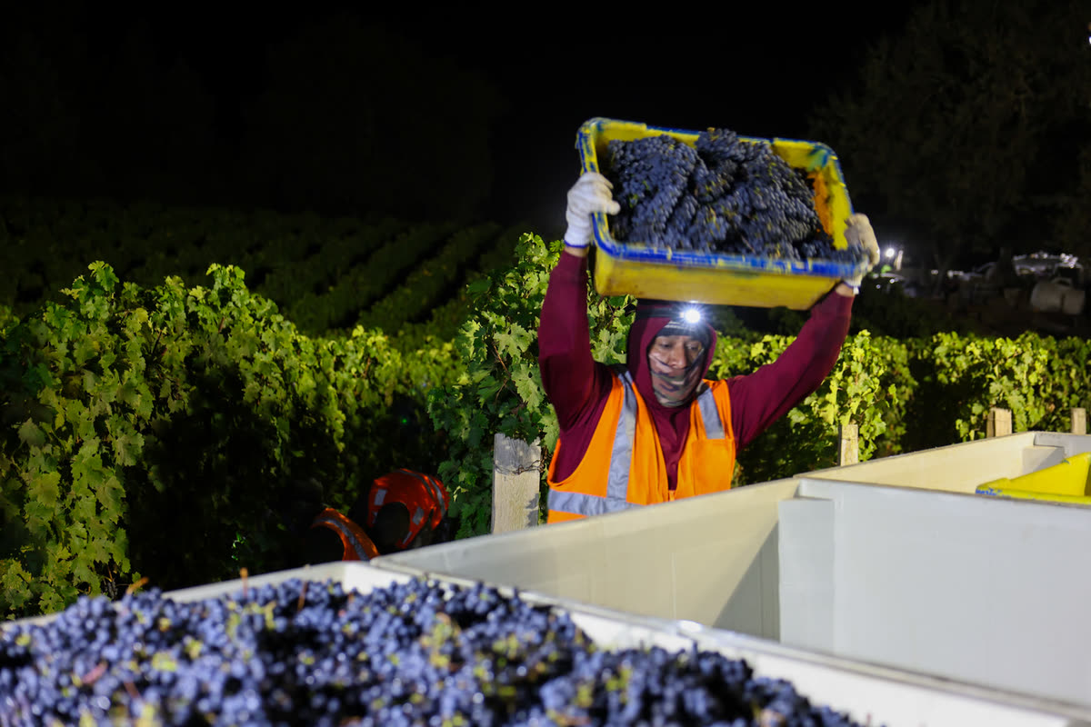A picker carries a full lug overhead under a headlamp