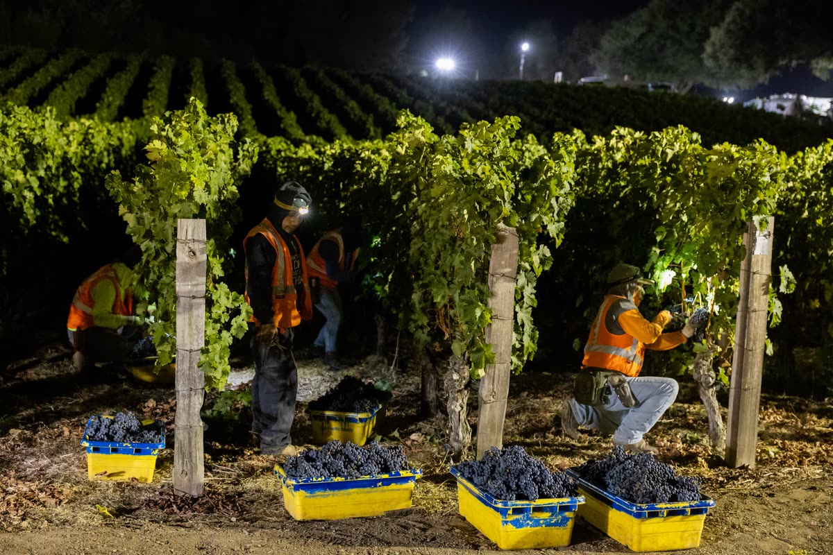 Crew working a lit vine row at night, yellow lugs full of grapes