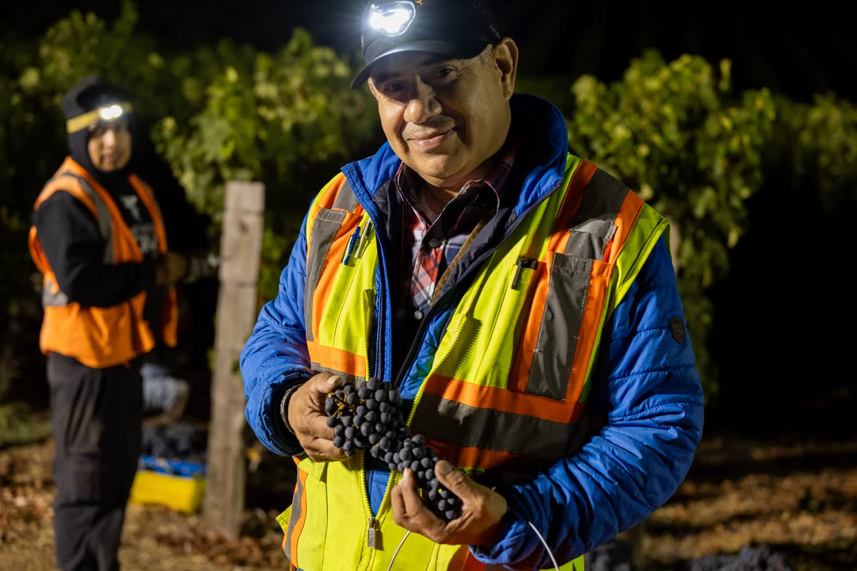 A picker in a hi-vis vest smiles, holding a cluster of grapes