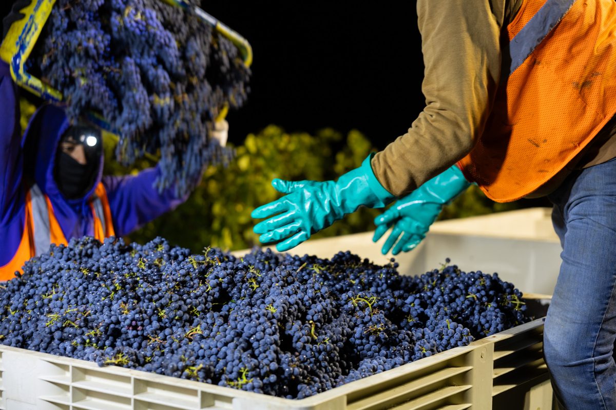 Night harvest: gloved hands tip a picking lug of grapes into a bin