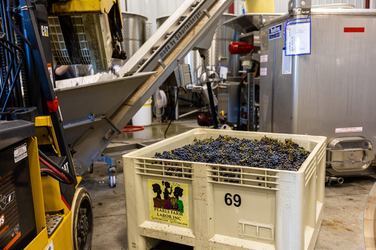 A Pearls bin full of grapes beside the destemmer conveyor and a forklift on the crush pad